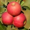 Apple Cider Vinegar Gummies - Appetite Control & Energy - Image 6