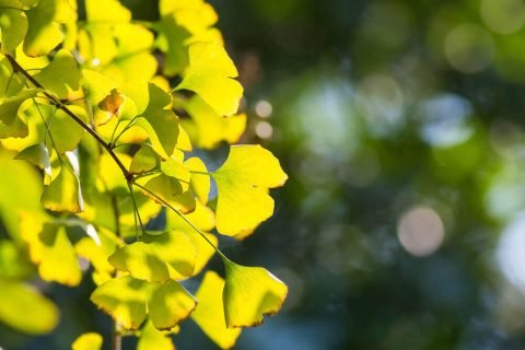 Ginkgo Biloba