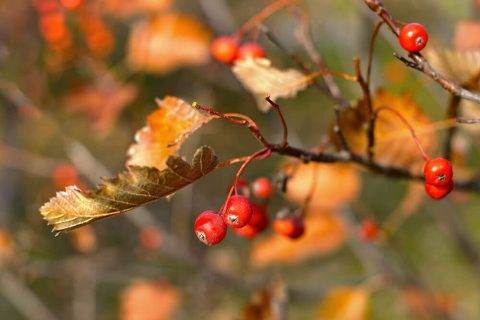 hawthorn-berries-on-tree-closeup-PD87C2D