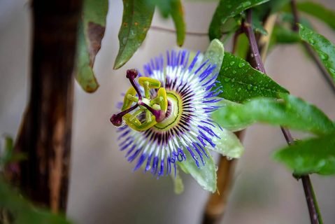 Passiflora extract